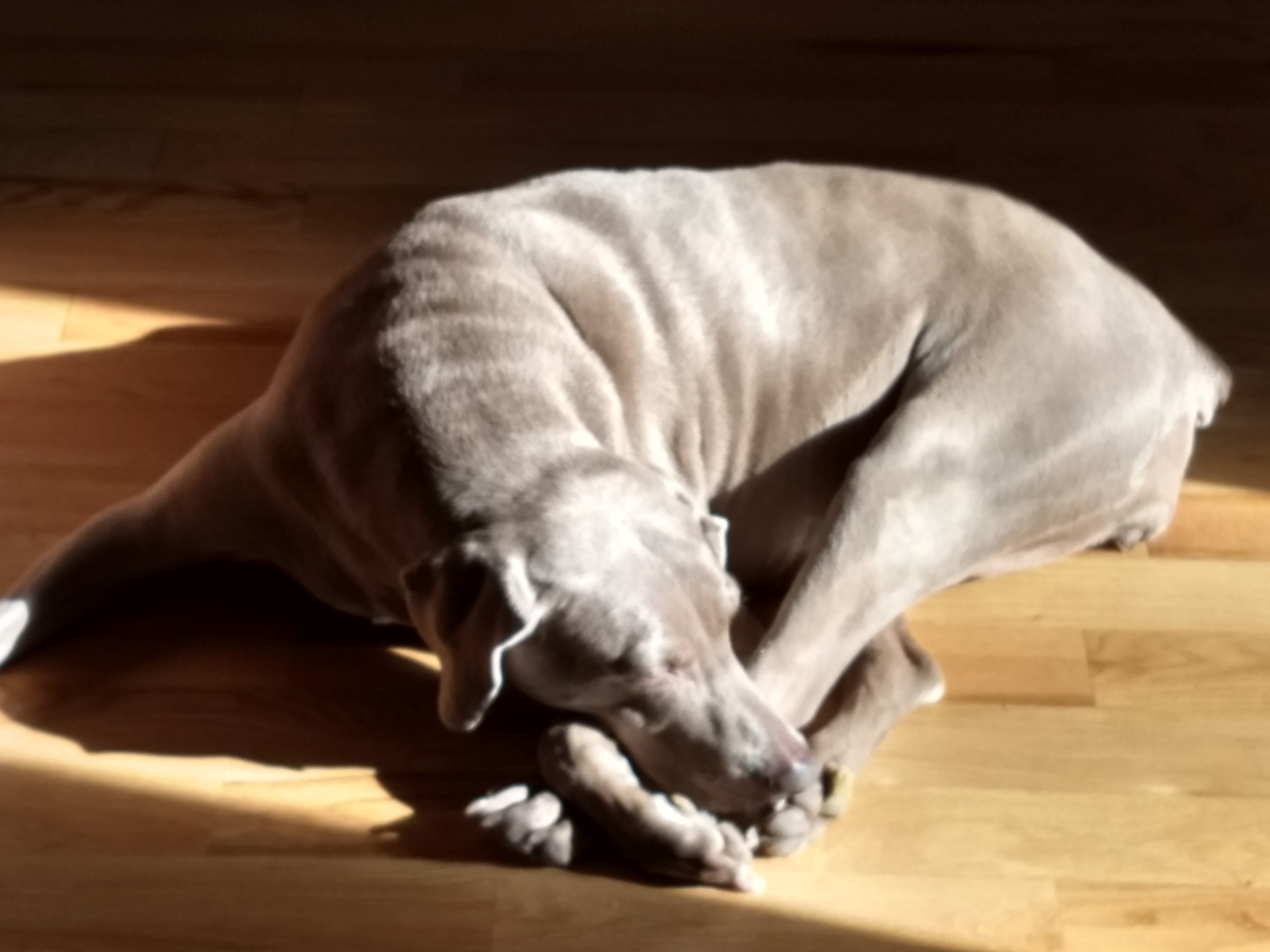 Sasha Relaxing